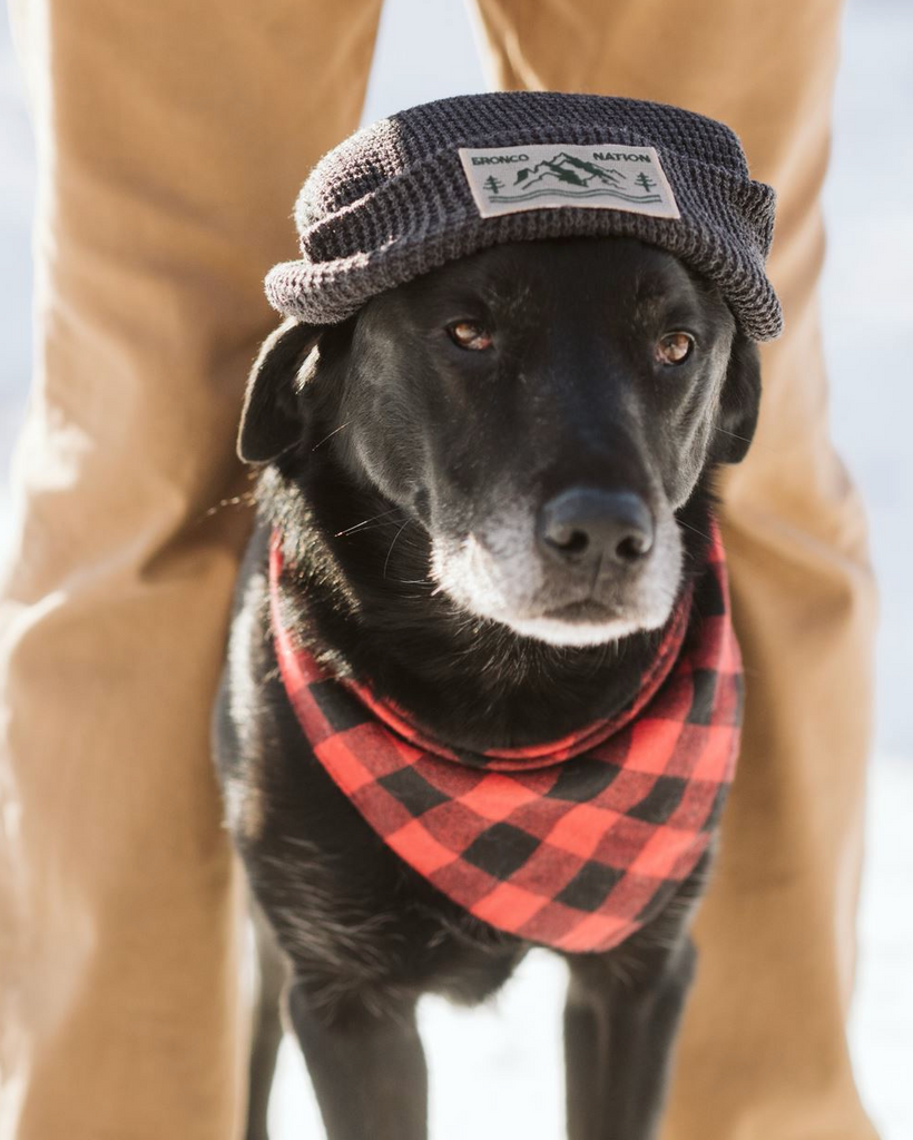 bronco dog sweater